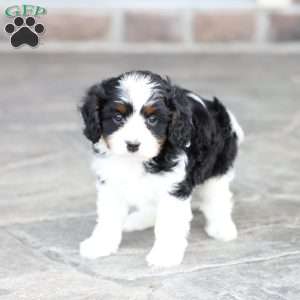 Krew, Cavapoo Puppy